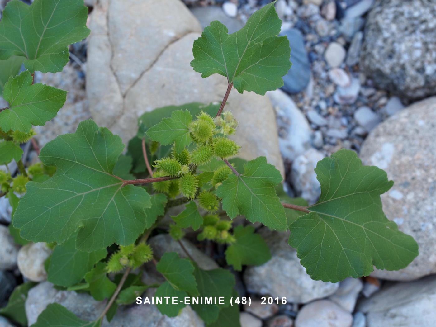 Burweed, Italian leaf